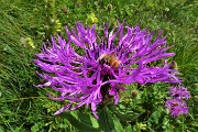 74 Fiordaliso alpino (Centaurea nervosa) con ospite